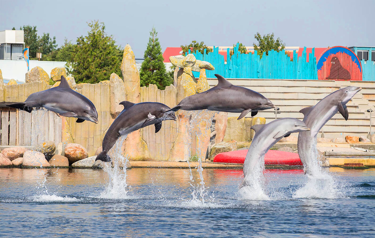 Ticket Dolfinarium (2p.)