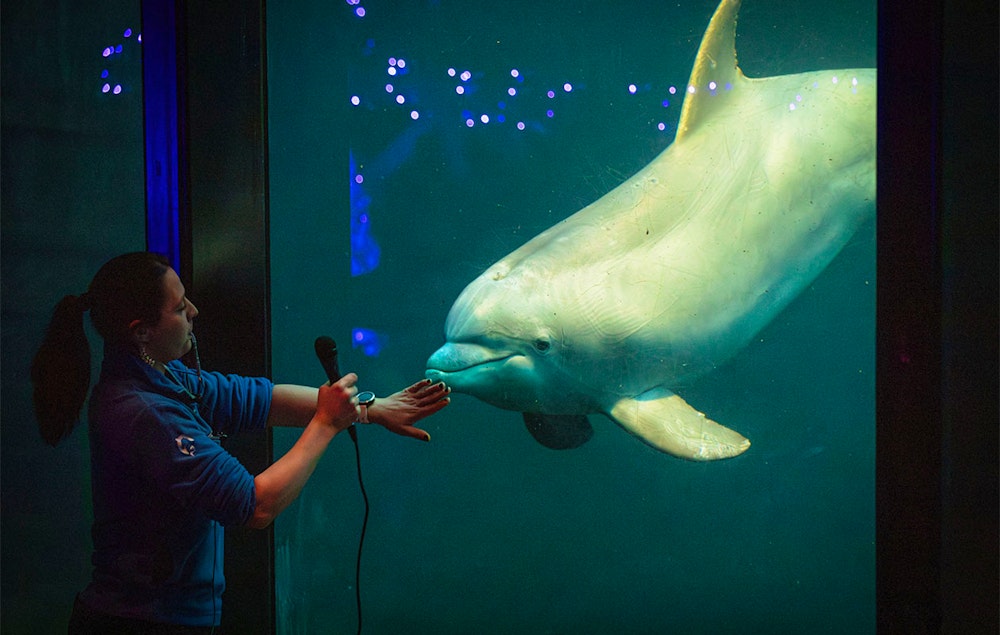 Ticket Dolfinarium - Lights of Nature (2p.)