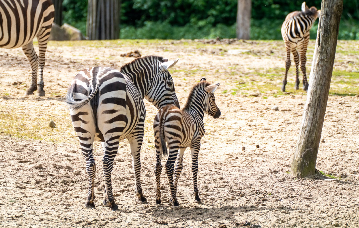 Koninklijke Burgers' Zoo tickets (2 personen)