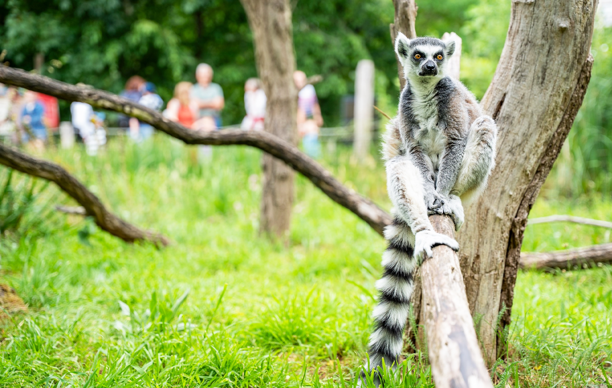 Koninklijke Burgers' Zoo tickets (2 personen)
