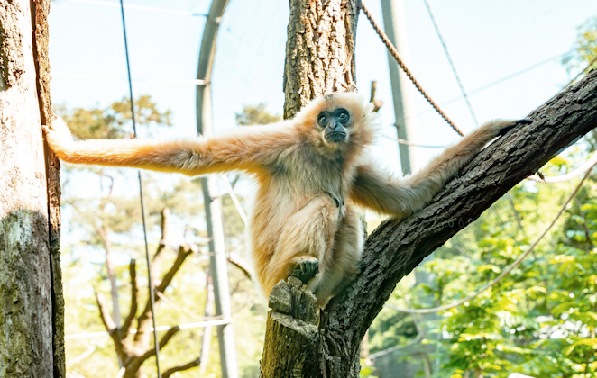 Ticket Koninklijke Burgers&#x27; Zoo (2p.)