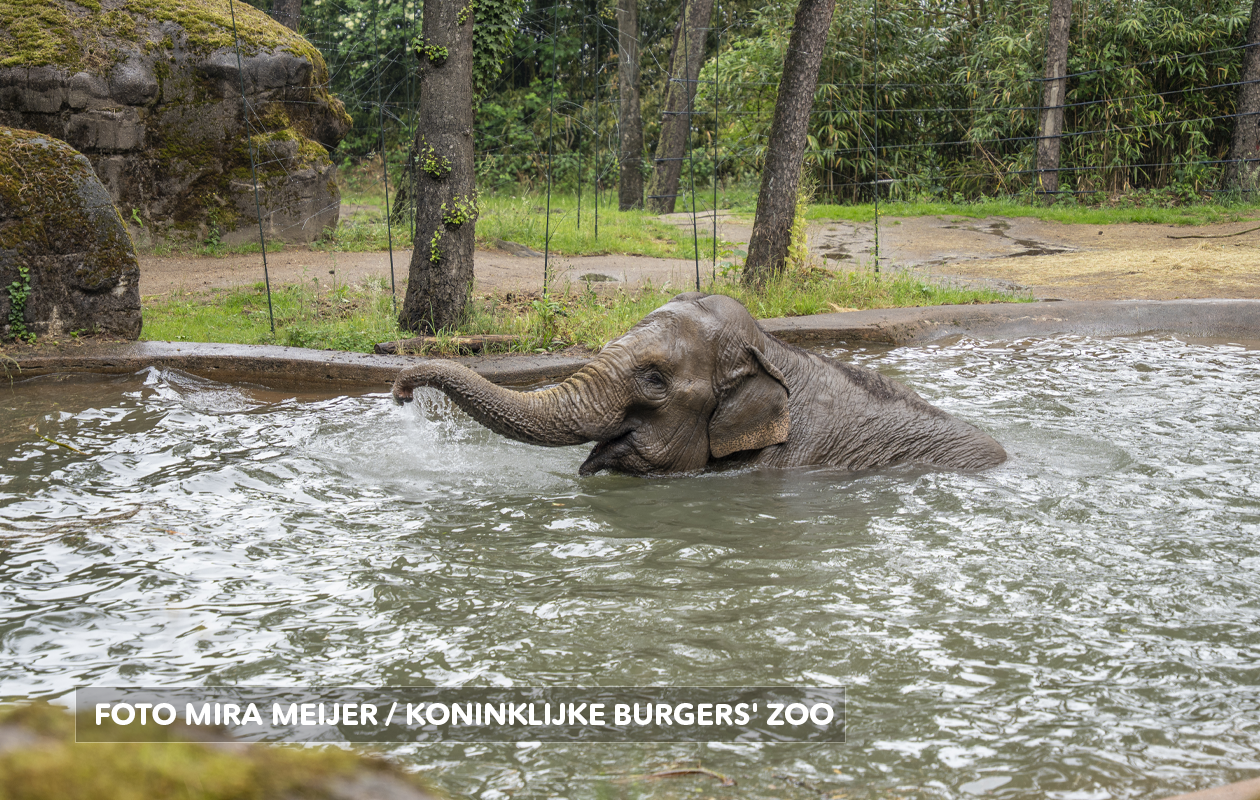 Koninklijke Burgers' Zoo tickets (2 personen)
