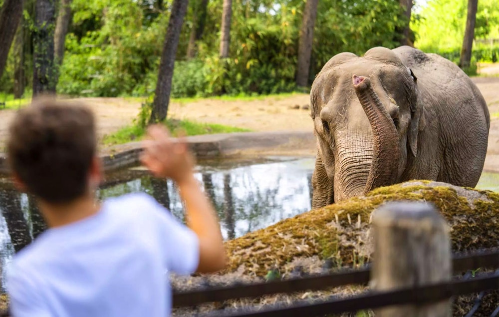 Ticket Koninklijke Burgers&#x27; Zoo (2p.)