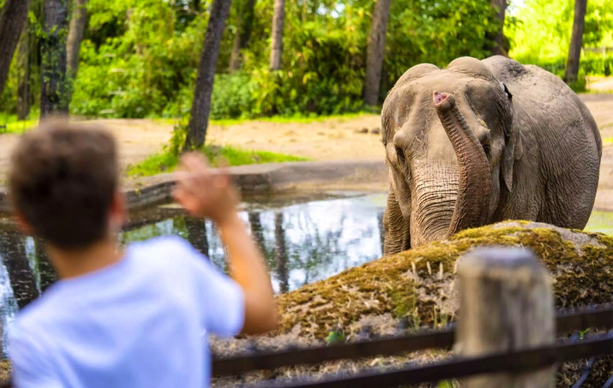 Ticket pour le Zoo Royal de Burgers (2p.)