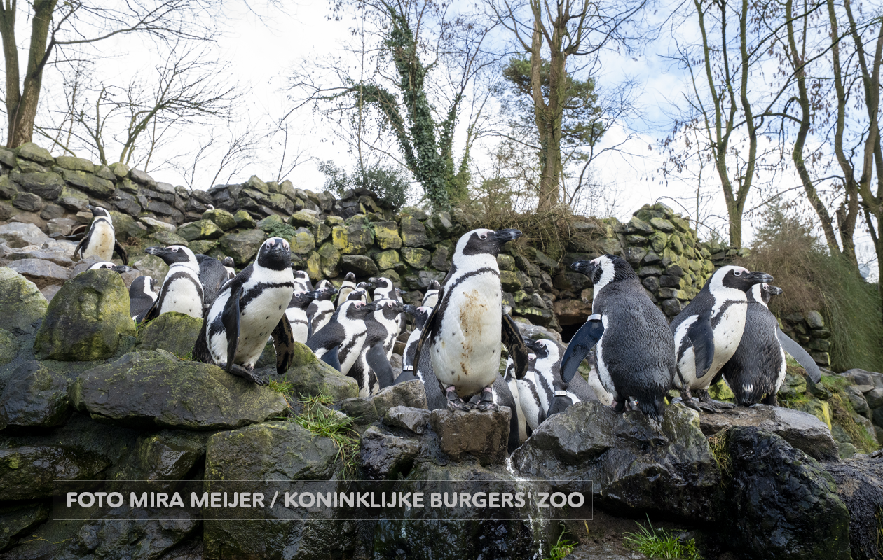 Koninklijke Burgers' Zoo tickets (2 personen)