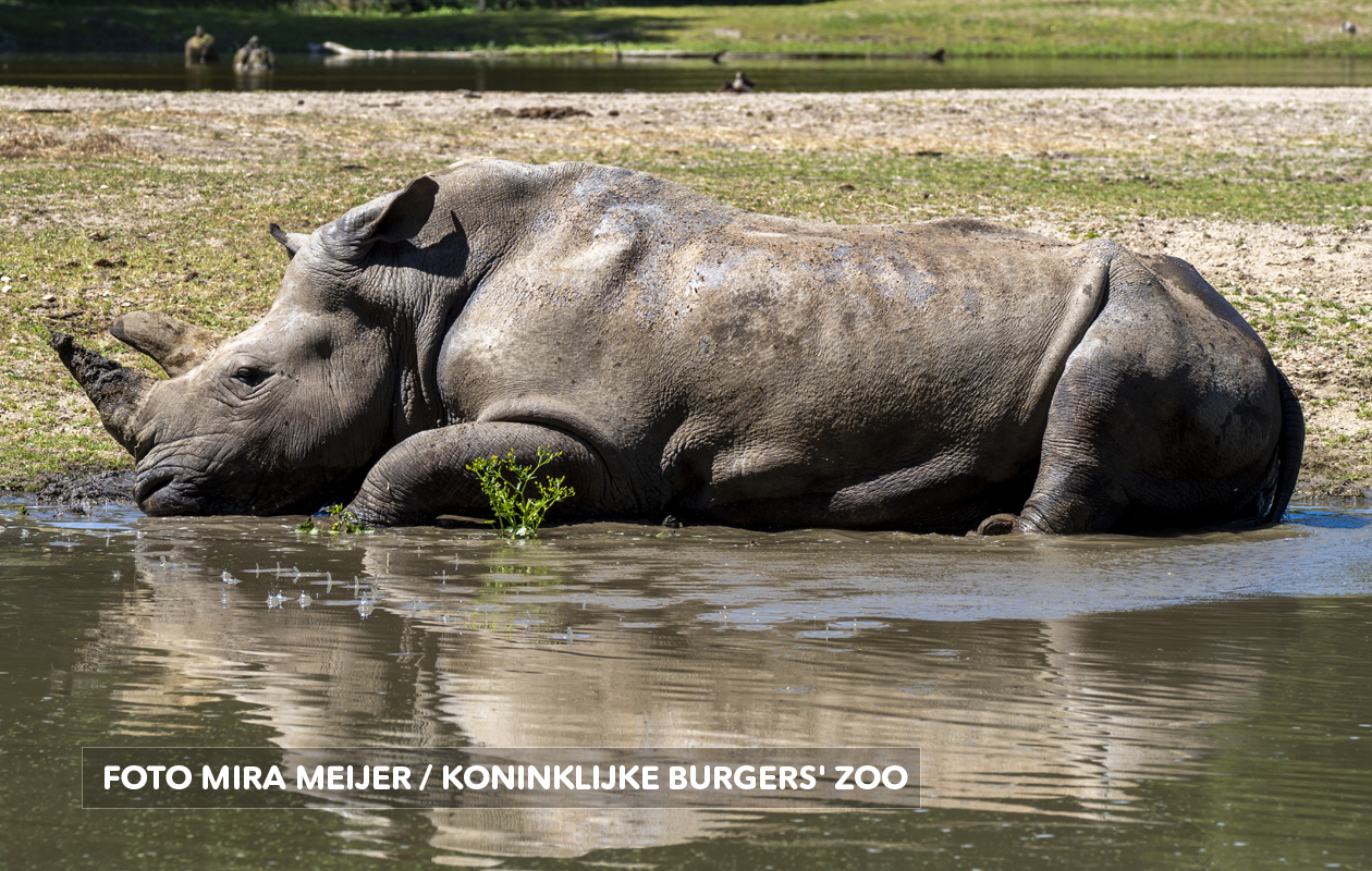 Koninklijke Burgers' Zoo tickets (2 personen)