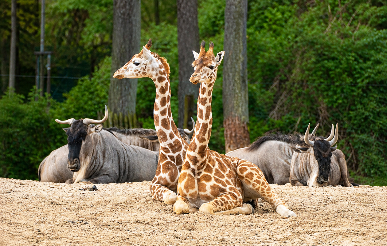 Koninklijke Burgers' Zoo tickets (2 personen)