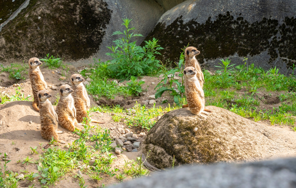 Ticket Koninklijke Burgers&#x27; Zoo (2p.)