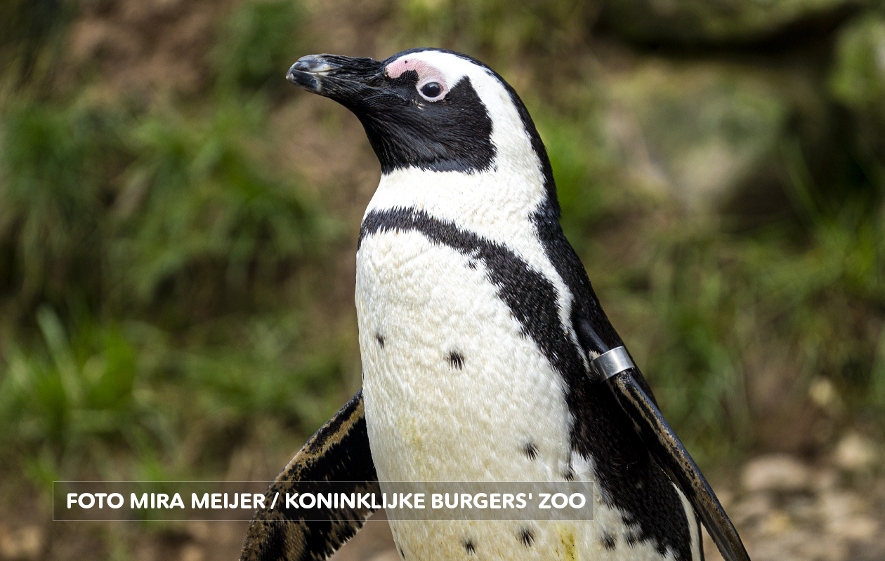 Koninklijke Burgers' Zoo tickets (2 personen)