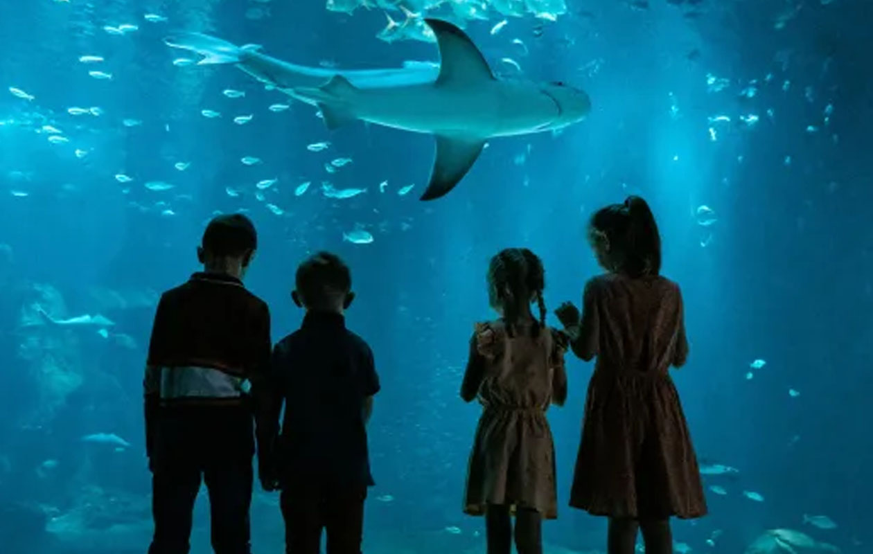 Ticket Nausicaá + Audiogids in Frankrijk (2p.)