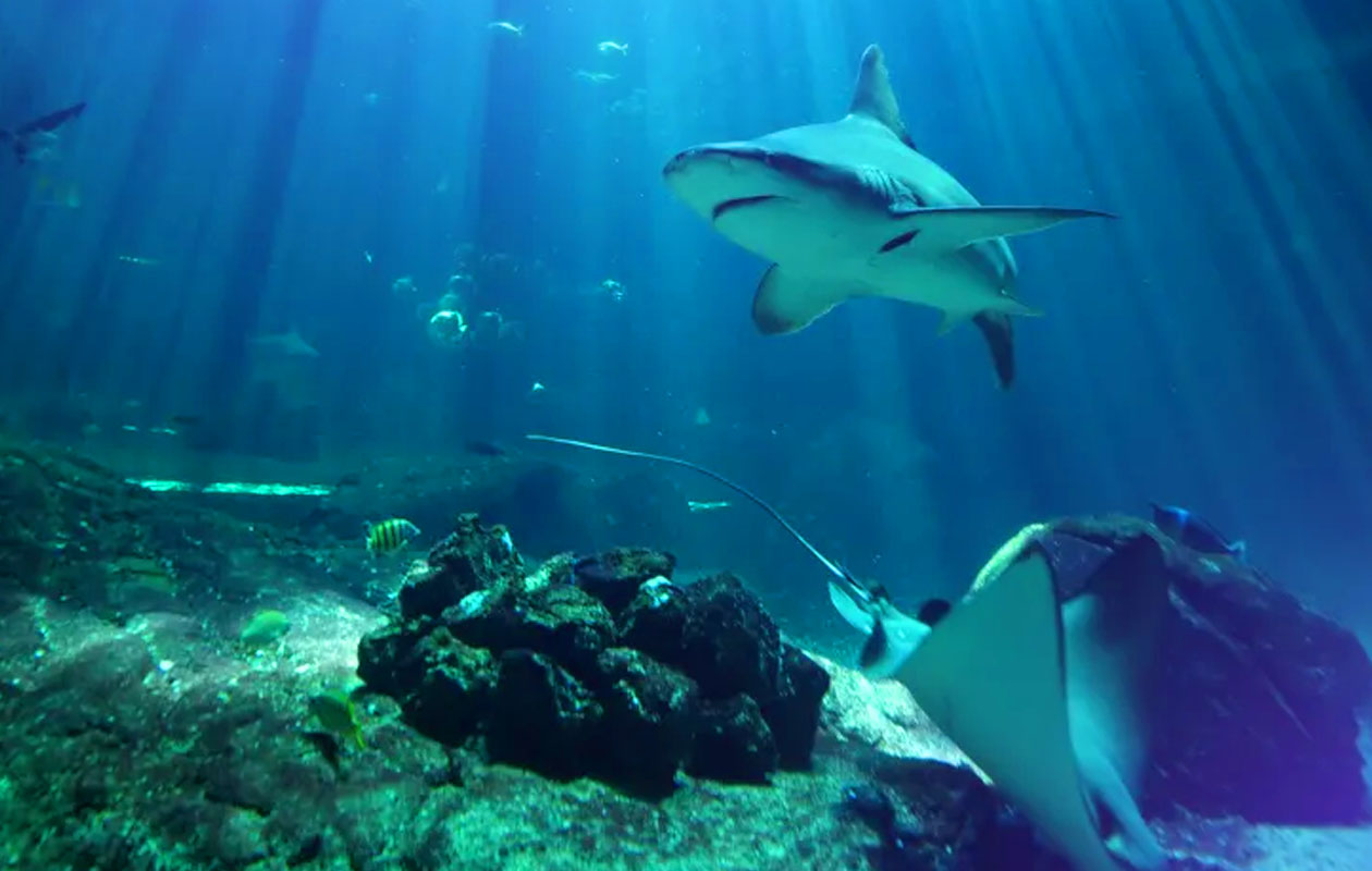 Ticket Nausicaá + Audiogids in Frankrijk (2p.)