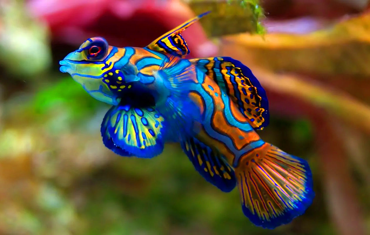 Ticket Nausicaá + Audiogids in Frankrijk (2p.)