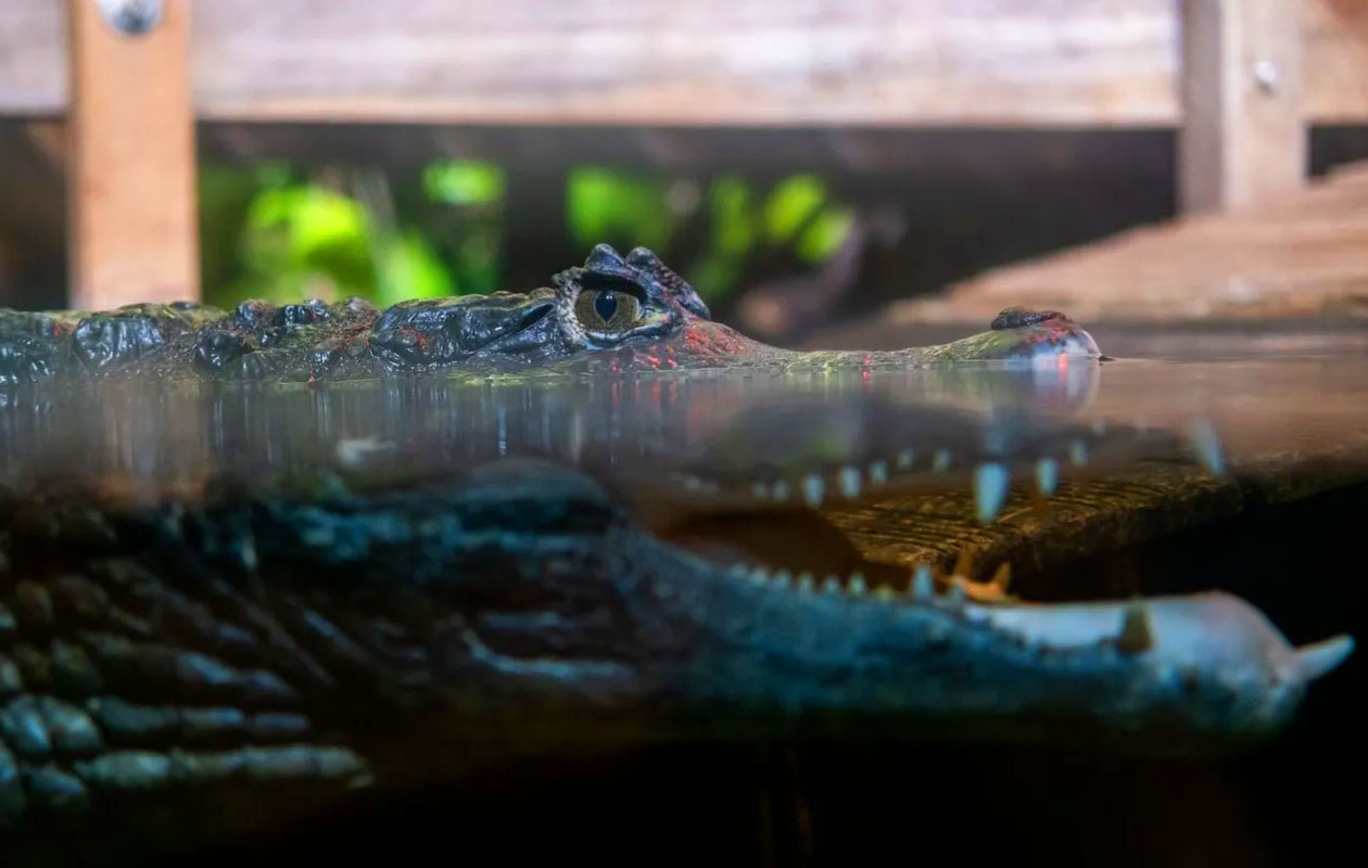 Ticket Nausicaá + Audiogids in Frankrijk (2p.)