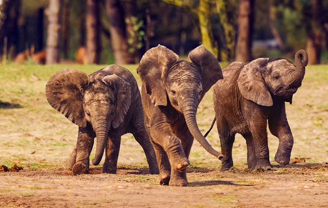 Ticket Safaripark Beekse Bergen (2p.)