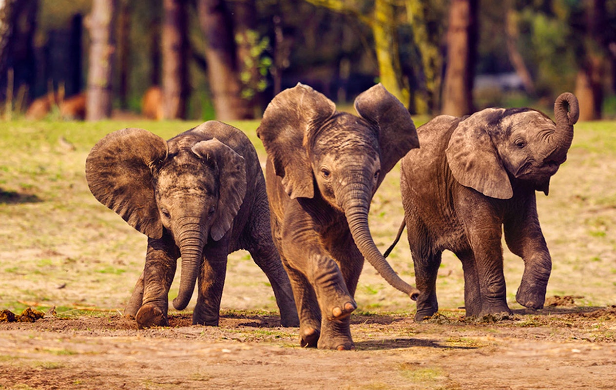 Ticket Safaripark Beekse Bergen pour 2 personnes