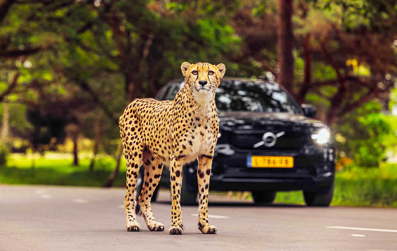 Ticket Safaripark Beekse Bergen pour 2 personnes