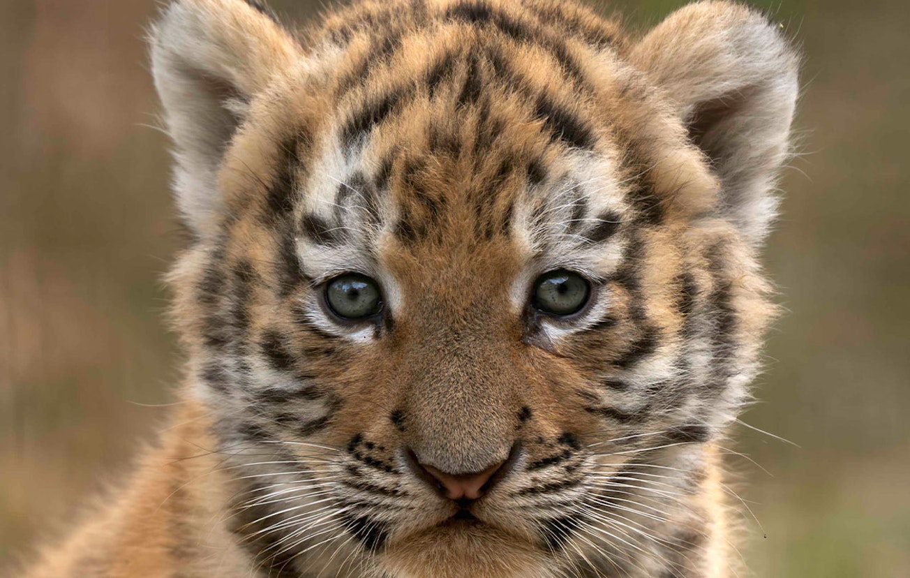 Ticket Safaripark Beekse Bergen (2p.)