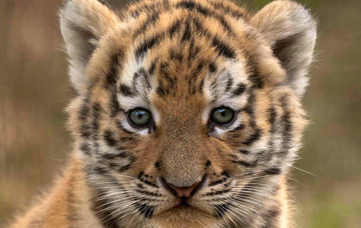 Ticket Safaripark Beekse Bergen pour 2 personnes