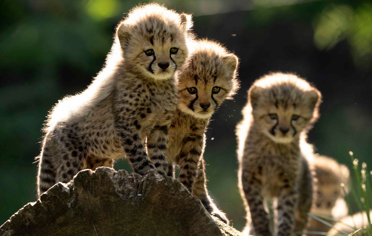 Ticket Safaripark Beekse Bergen (2p.)