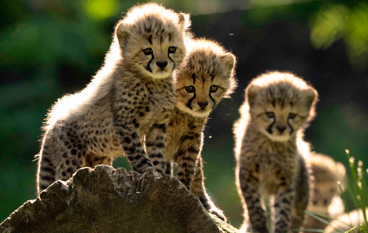 Ticket Safaripark Beekse Bergen pour 2 personnes