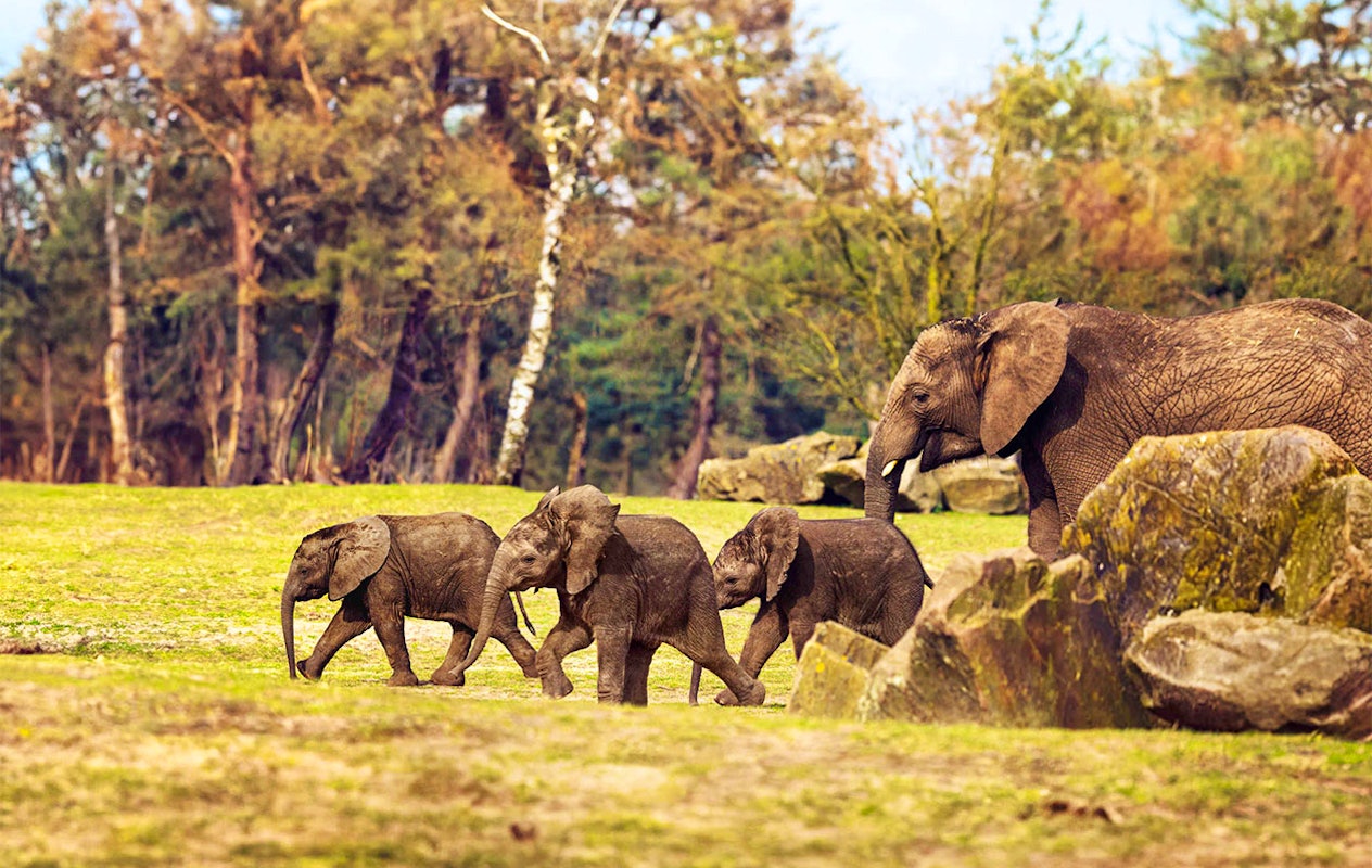 Ticket Safaripark Beekse Bergen pour 2 personnes