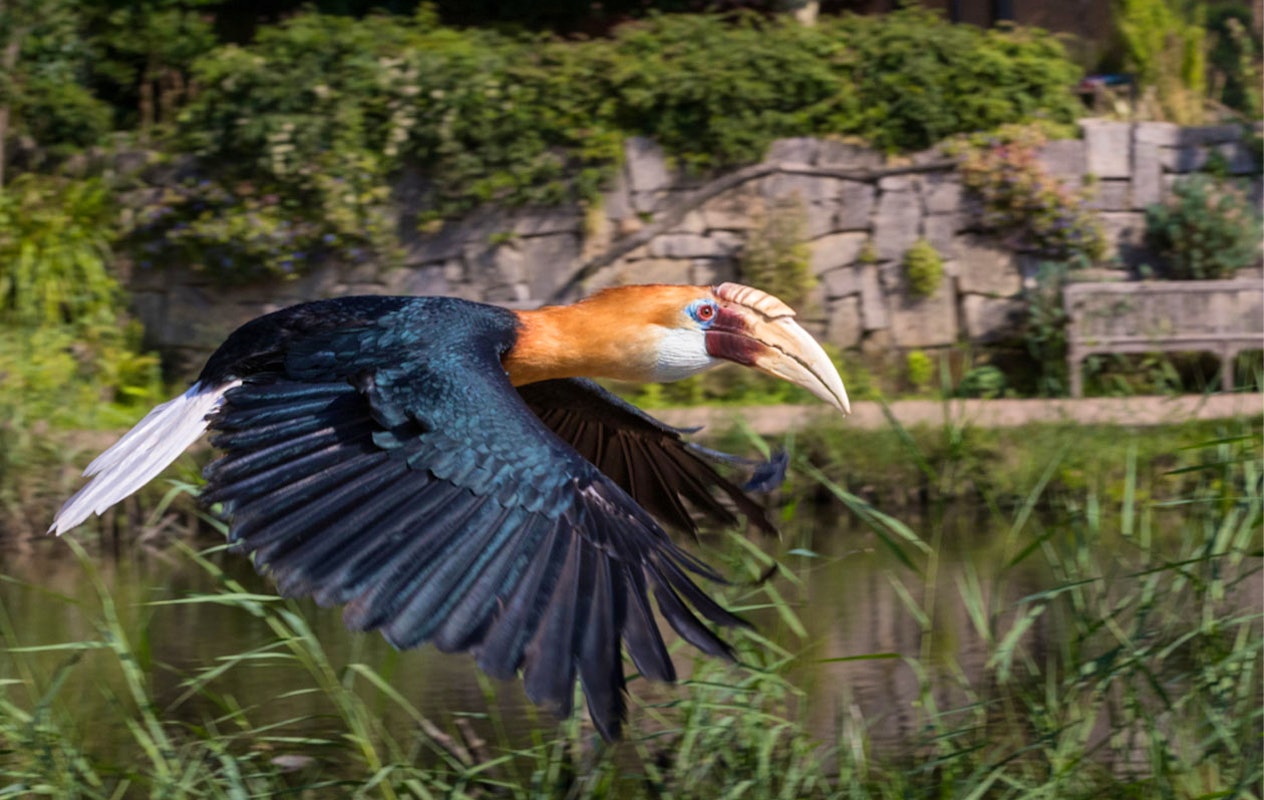Billet pour le parc ornithologique Avifauna + aire de jeux XXL (2p.)