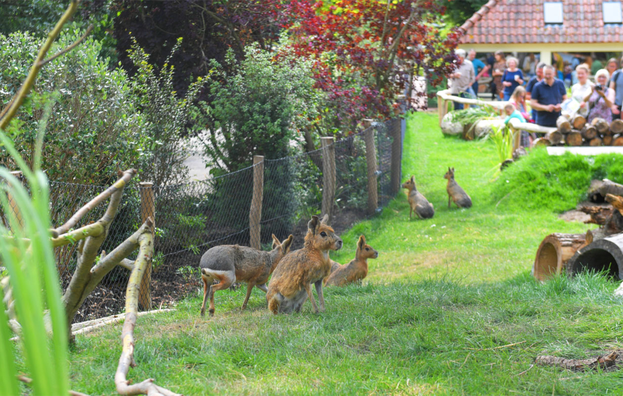 Ticket Vogelpark Avifauna + XXL speeltuin (2p.)