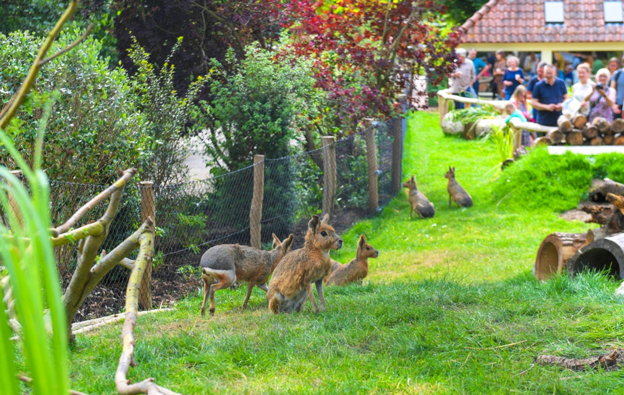 Billet pour le parc ornithologique Avifauna + aire de jeux XXL (2p.)