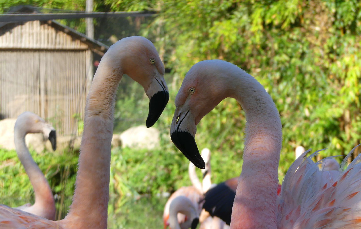 Ticket voor ZooParc Overloon (2p.)