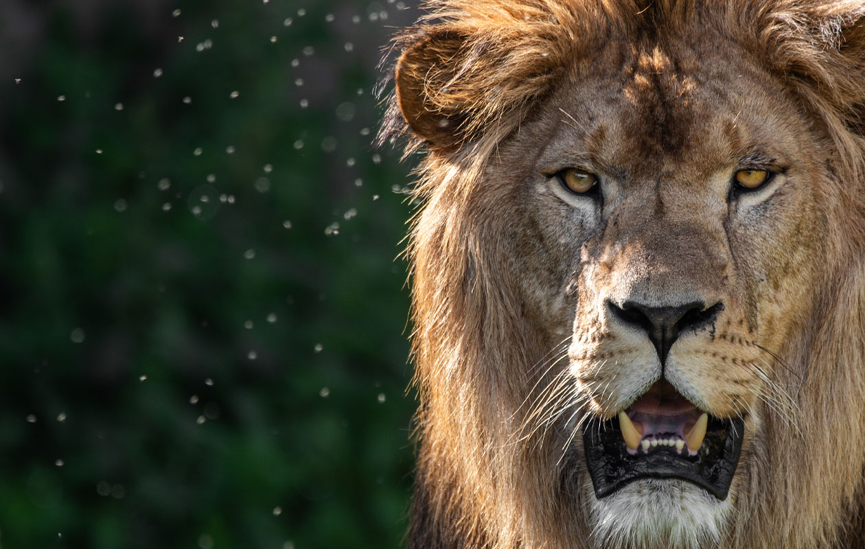 Bied mee op WILDLANDS Adventure Zoo tickets (2 personen)