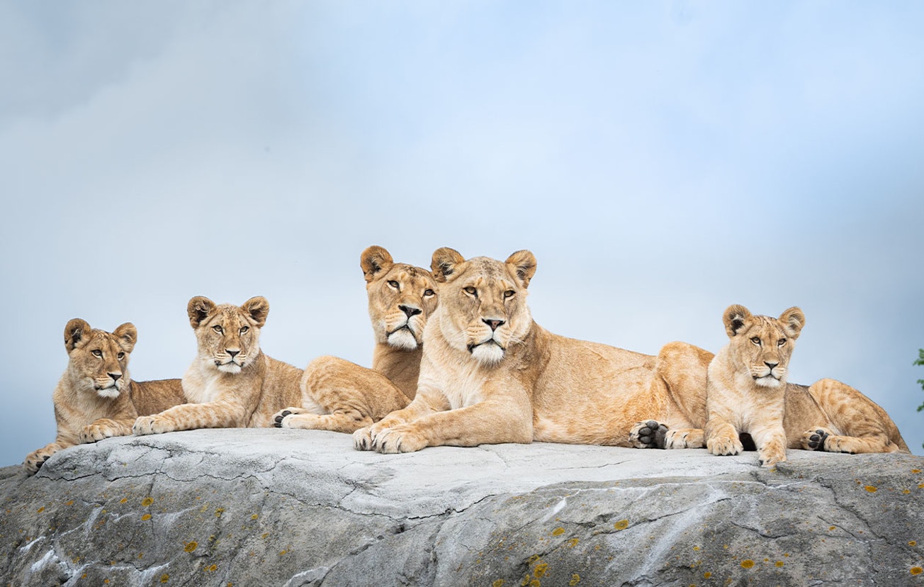 Ticket WILDLANDS Adventure Zoo (2p.)