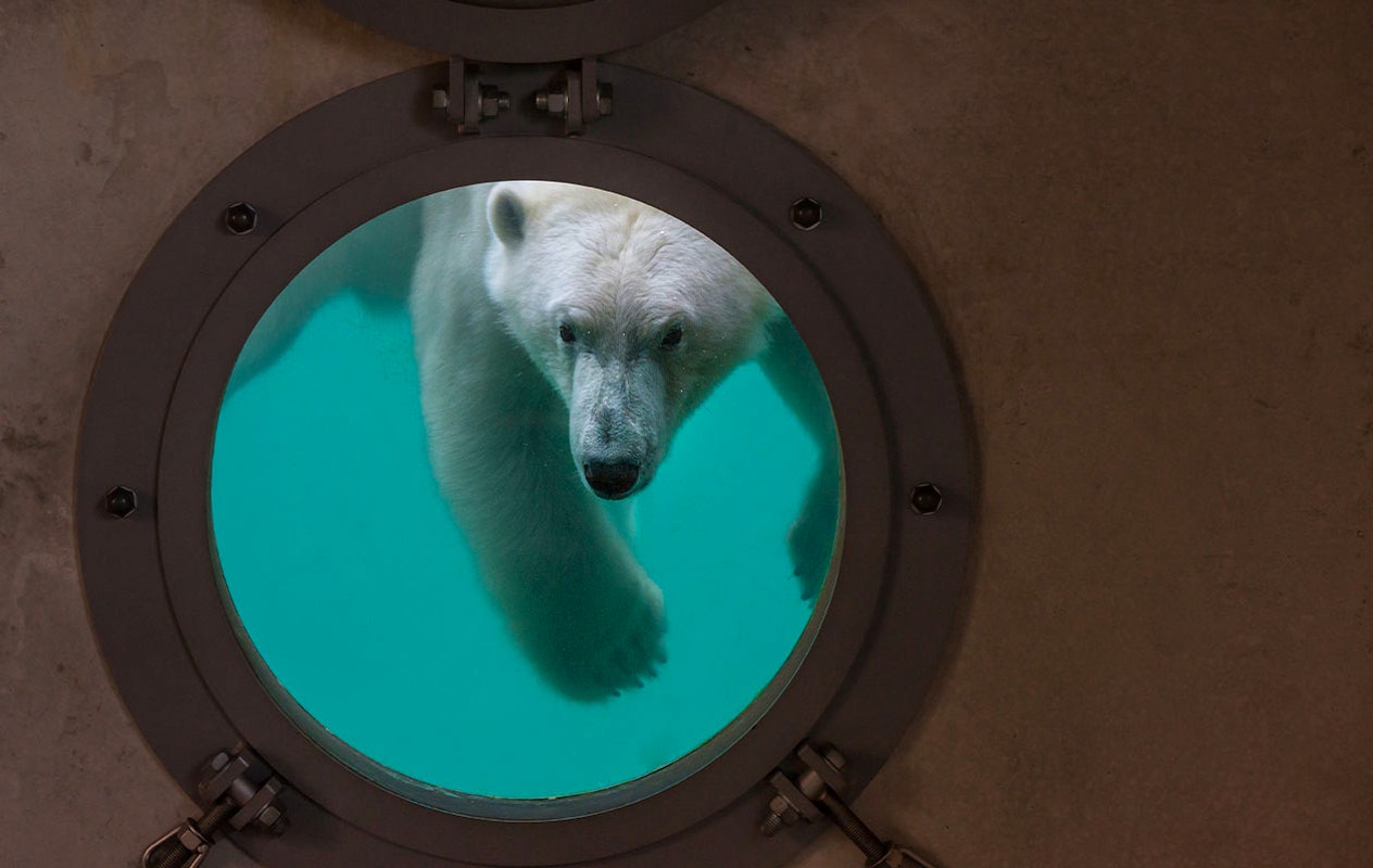 Ticket WILDLANDS Adventure Zoo (2p.)