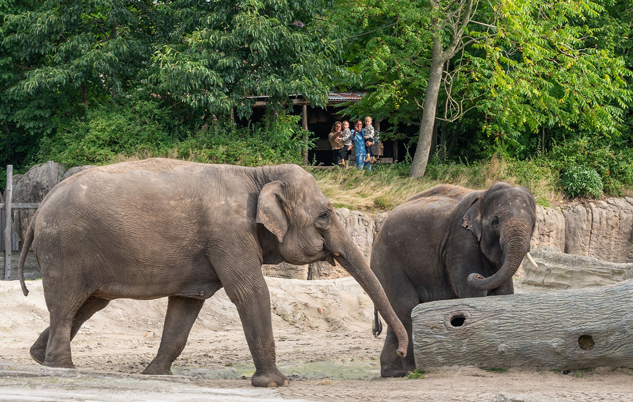 Bied mee op WILDLANDS Adventure Zoo tickets (2 personen)