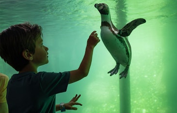 Ticket WILDLANDS Adventure Zoo (2p.)