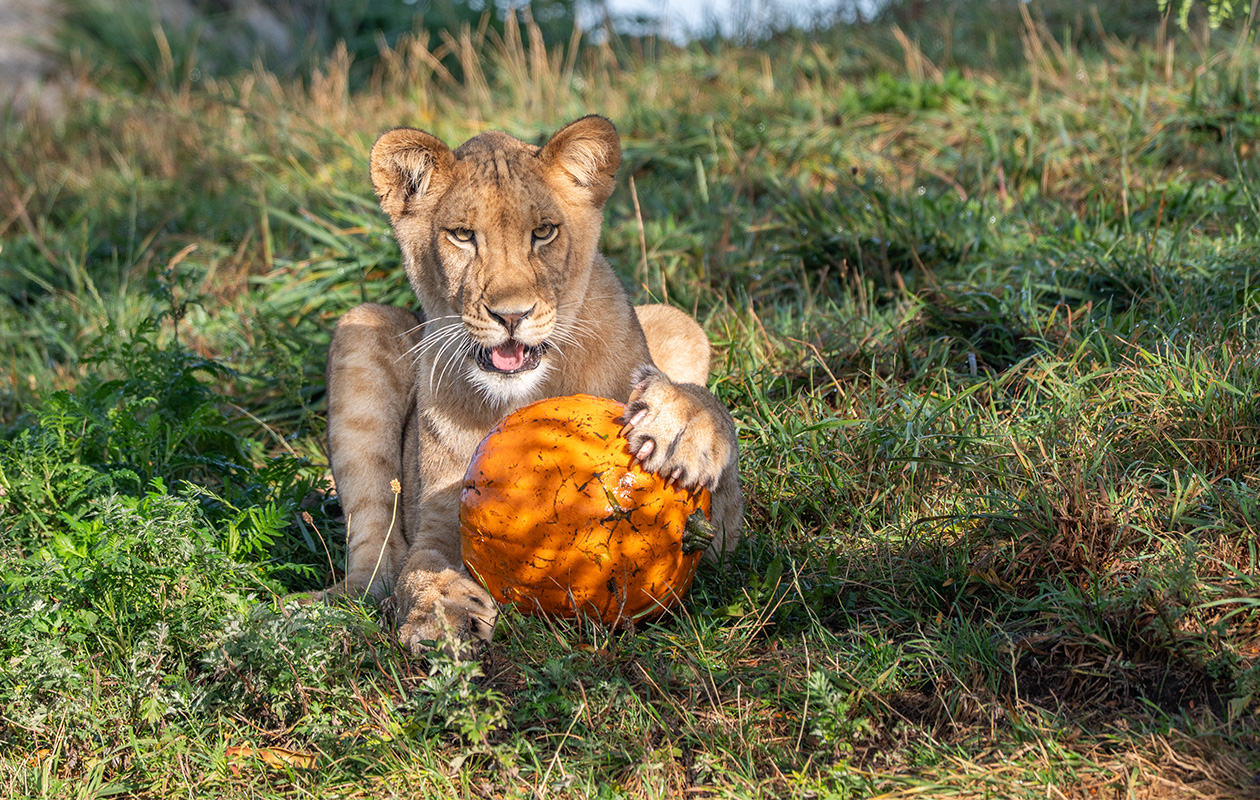 Bied mee op WILDLANDS Adventure Zoo tickets (2 personen)