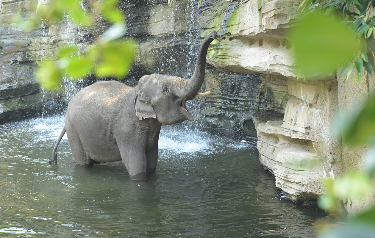 Bied mee op WILDLANDS Adventure Zoo tickets (2 personen)