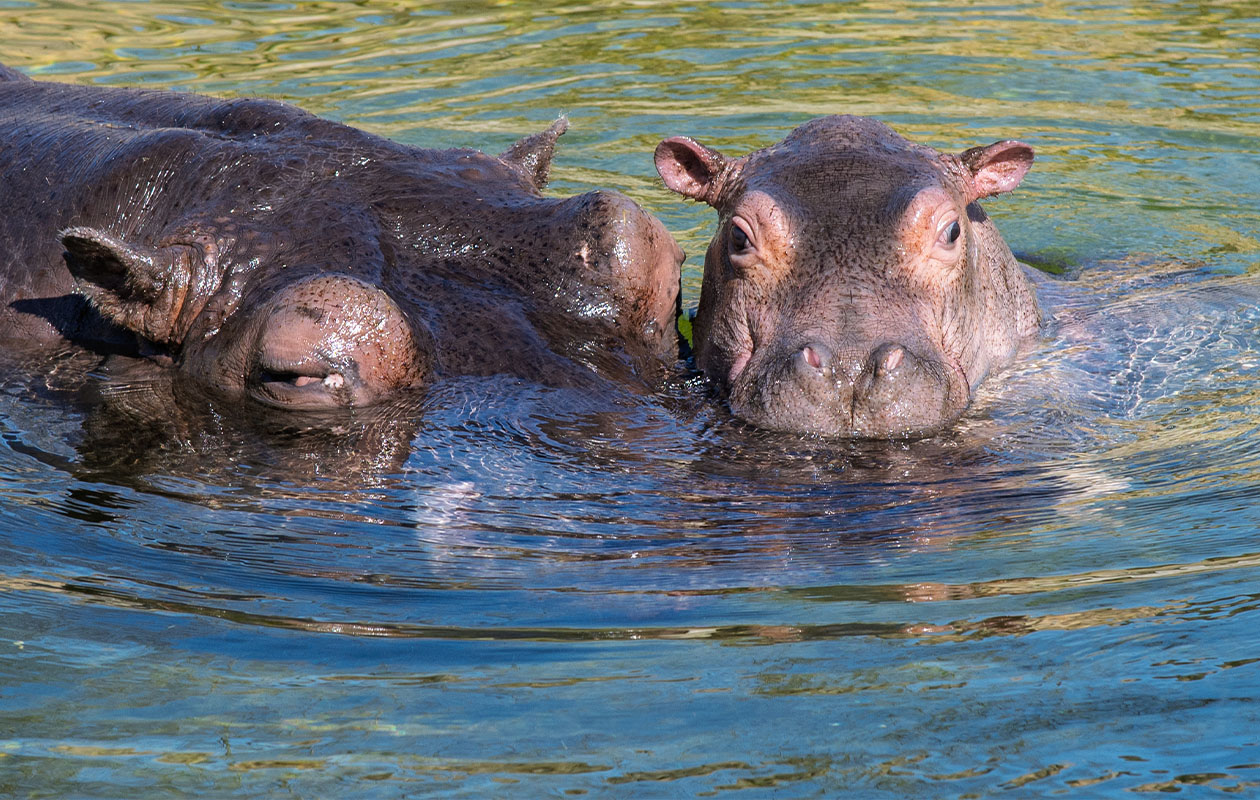 Bied mee op WILDLANDS Adventure Zoo tickets (2 personen)