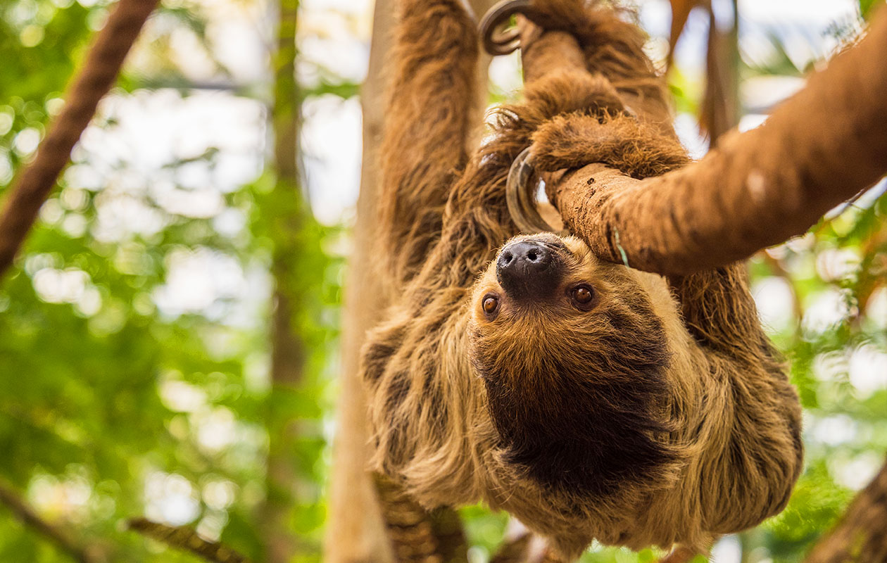 Bied mee op WILDLANDS Adventure Zoo tickets (2 personen)