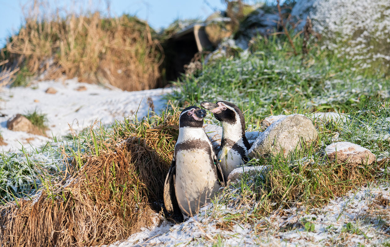 Ticket WILDLANDS Adventure Zoo (2p.)