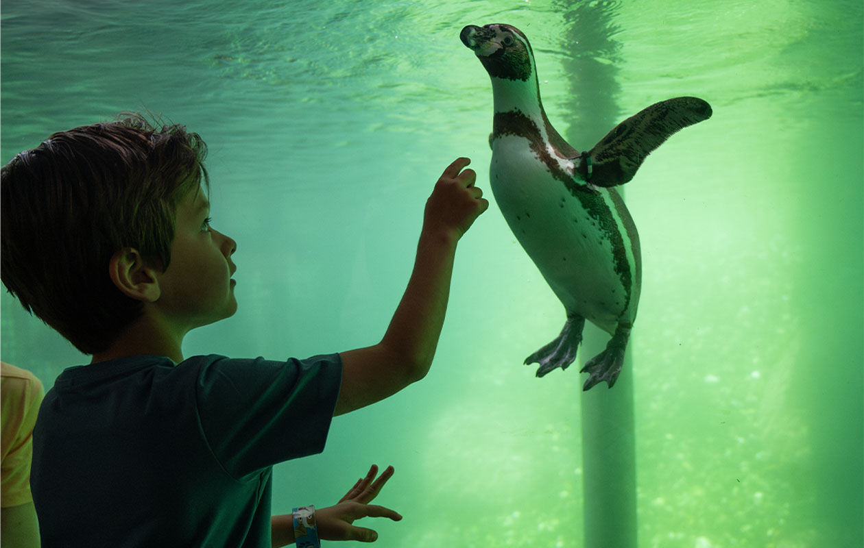 Ticket WILDLANDS Adventure Zoo (2p.)