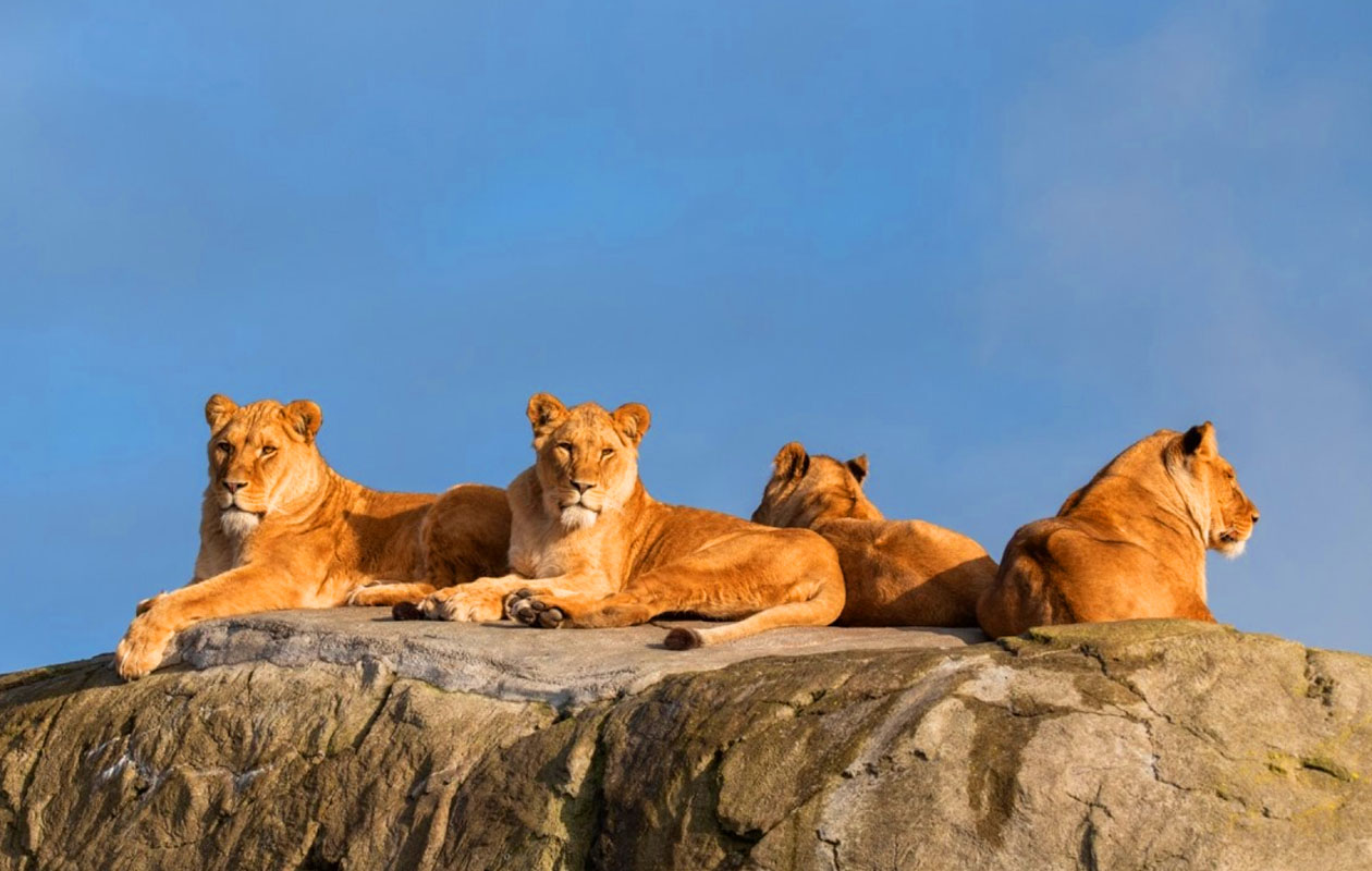 Ticket WILDLANDS Adventure Zoo (2p.)