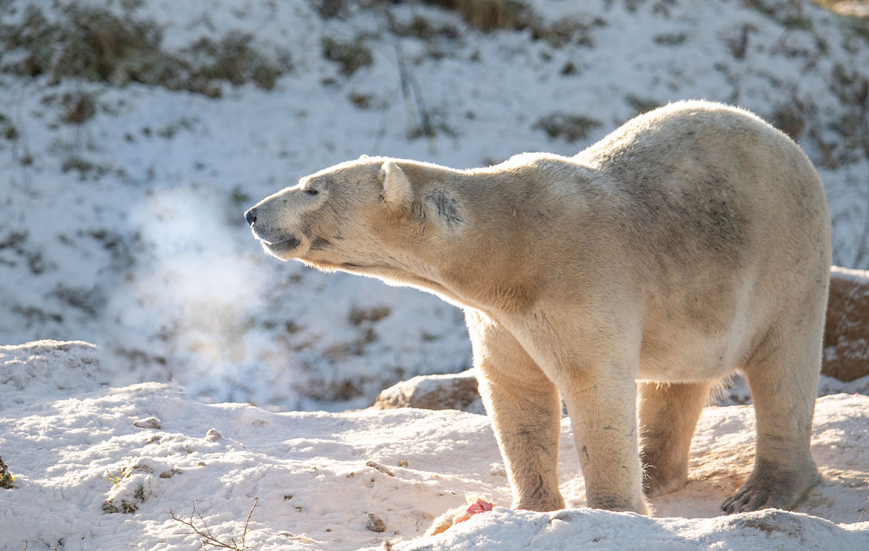 Ticket WILDLANDS Adventure Zoo (2p.)