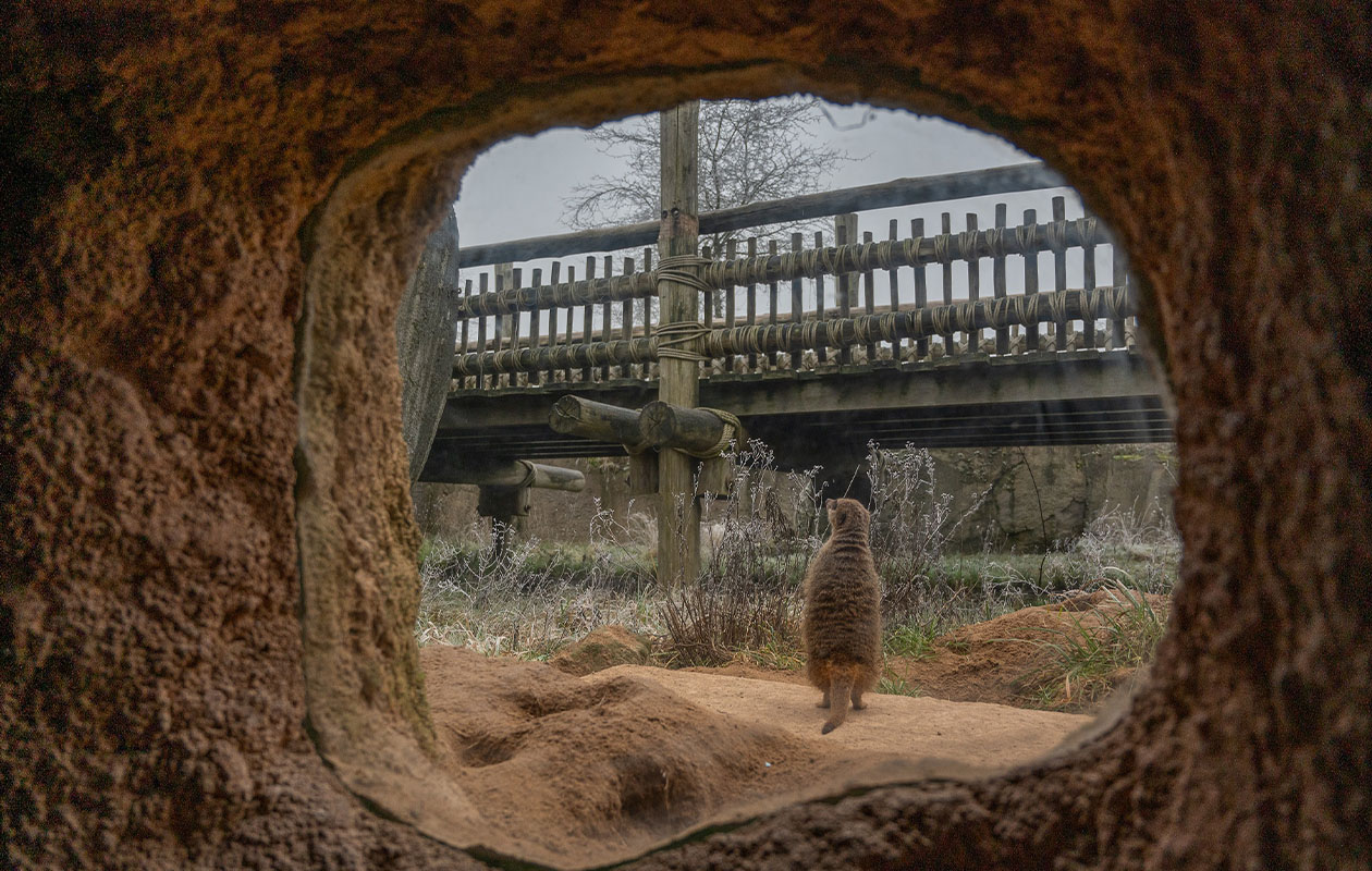 Ticket WILDLANDS Adventure Zoo (2p.)