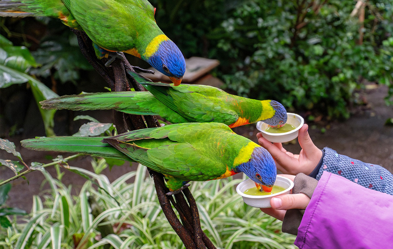 Ticket WILDLANDS Adventure Zoo (2p.)