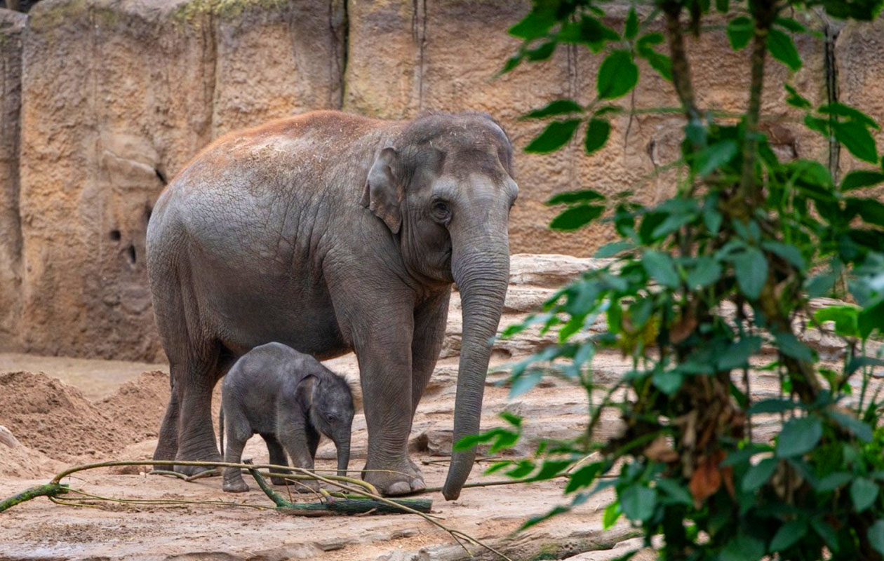 Ticket WILDLANDS Adventure Zoo (2p.)