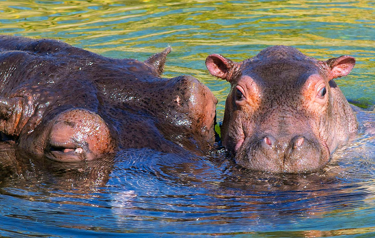 Ticket WILDLANDS Adventure Zoo (2p.)