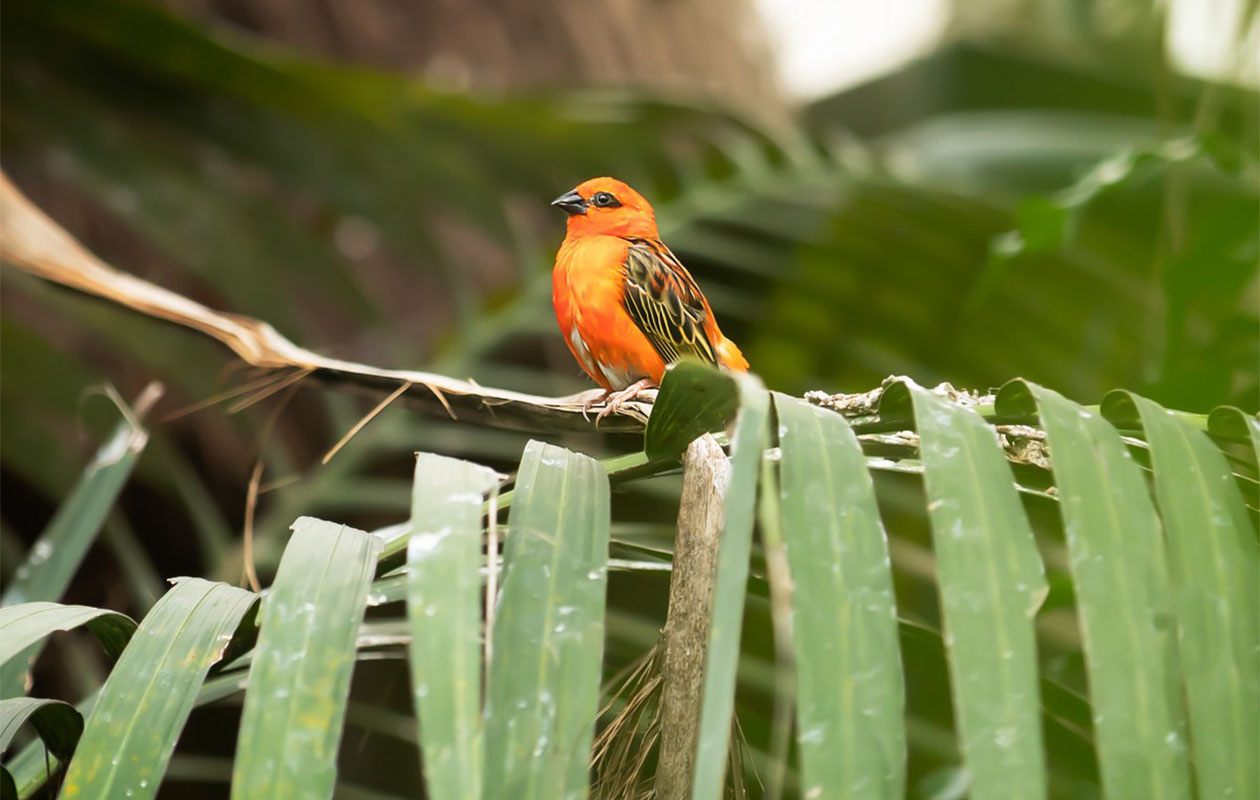 Ticket Wonderwereld (2p.)