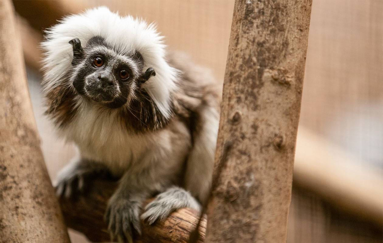 Ticket Wonderwereld (2p.)