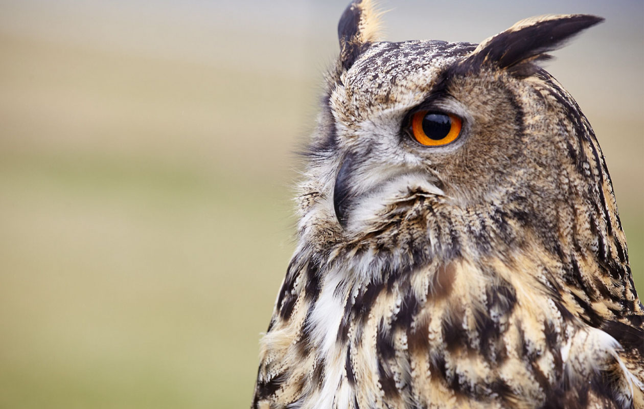 Ticket Wonderwereld (2p.)