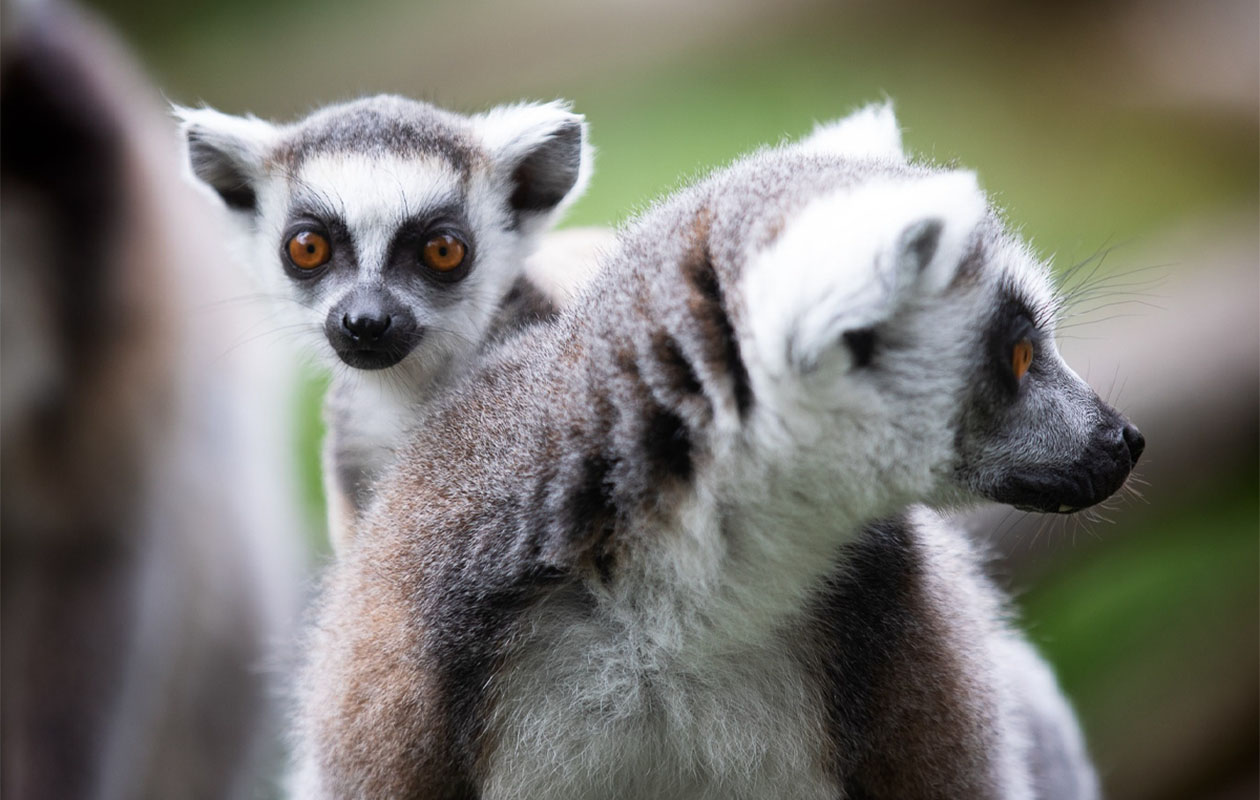 Ticket Wonderwereld (2p.)